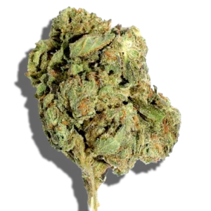 Jack Herer Weed Strain
