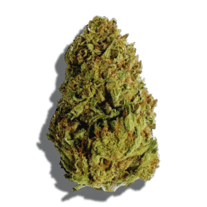 Kosher Kush Weed Strain