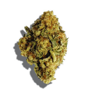 Mendocino Purps Strain